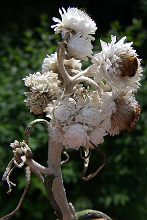 Anaphalis margaritacea \ Silber-Immortelle, D Freiburg 31.8.2008