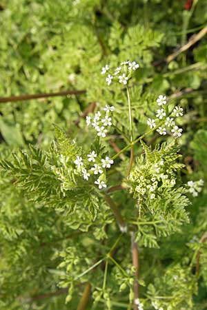 Anthriscus caucalis \ Hunds-Kerbel / Bur Chervil, D Mannheim 1.5.2009