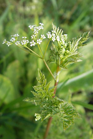 Anthriscus caucalis \ Hunds-Kerbel, D Mannheim 1.5.2009