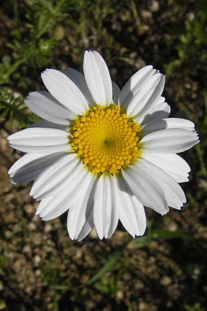 Anthemis austriaca \ sterreichische Hundskamille / Austrian Chamomile, D Nördlingen 23.5.2009