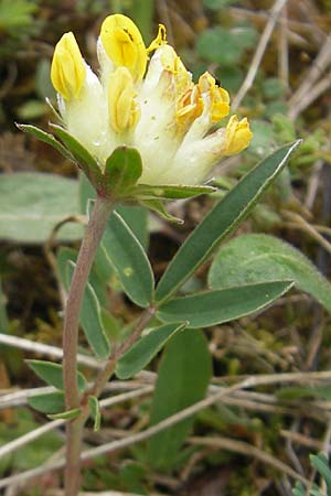 Anthyllis vulneraria subsp. pseudovulneraria \ Futter-Wundklee, D Karlstadt 1.5.2010