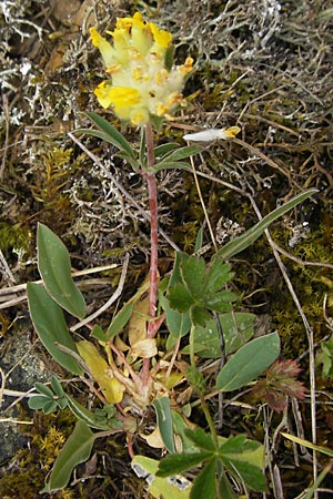 Anthyllis vulneraria subsp. pseudovulneraria \ Futter-Wundklee / Fodder Kidney Vetch, D Karlstadt 1.5.2010