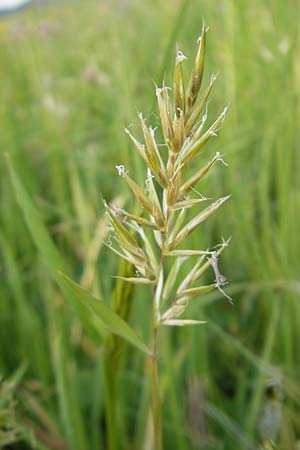 Anthoxanthum odoratum / Sweet Vernal Grass, D Nohfelden 14.5.2011