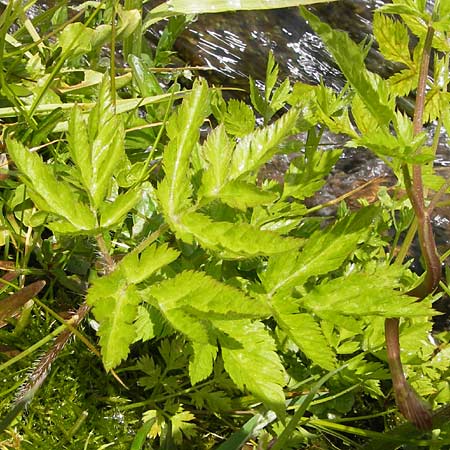 Chaerophyllum hirsutum \ Berg-Klberkropf / Hairy Chervil, D Schwarzwald/Black-Forest, Reichental 8.6.2013