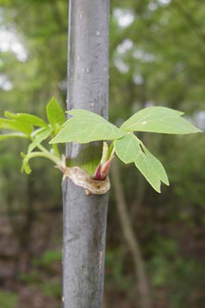 Acer negundo \ Eschen-Ahorn / Box Elder, D Mannheim 7.4.2014