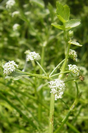 Apium nodiflorum \ Knotenbltige Sellerie, D Friedberg 26.7.2014