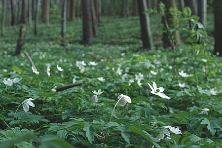 Anemone nemorosa \ Busch-Windrschen, D Weinheim an der Bergstraße 16.4.1994