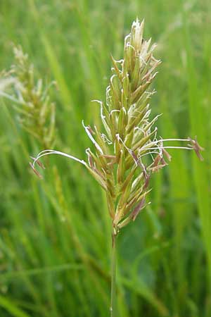 Anthoxanthum odoratum / Sweet Vernal Grass, D Zusmarshausen 5.5.2012