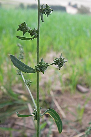 Atriplex oblongifolia / Oblong Leaved Orache, D Wiesloch 11.9.2012