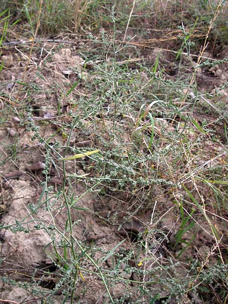 Atriplex oblongifolia \ Langblttrige Melde / Oblong Leaved Orache, D Wiesloch 11.9.2012