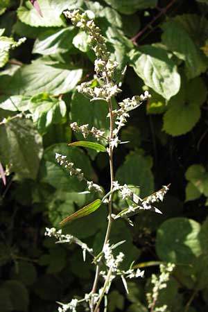 Atriplex oblongifolia / Oblong Leaved Orache, D Frankfurt-Niederrad 19.9.2012