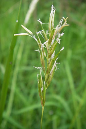 Anthoxanthum odoratum \ Gewhnliches Ruch-Gras / Sweet Vernal Grass, D Odenwald, Mitlechtern 11.5.2013