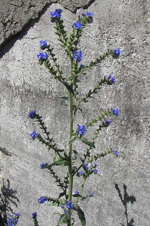 Anchusa officinalis subsp. procera \ Groe Ochsenzunge, D Mannheim 20.6.2013