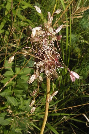 Allium oleraceum \ Ross-Lauch, D Ketsch 15.8.2013