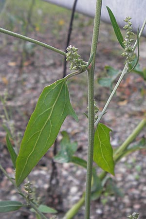 Atriplex oblongifolia \ Langblttrige Melde / Oblong Leaved Orache, D Sinsheim 2.10.2013