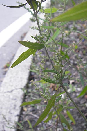 Atriplex oblongifolia \ Langblttrige Melde / Oblong Leaved Orache, D Sinsheim 2.10.2013