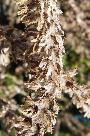 Anchusa officinalis subsp. procera \ Groe Ochsenzunge, D Mannheim 13.10.2013