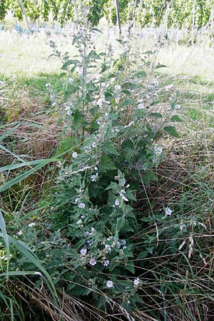 Althaea officinalis \ Eibisch, D Oppenheim 18.7.2014