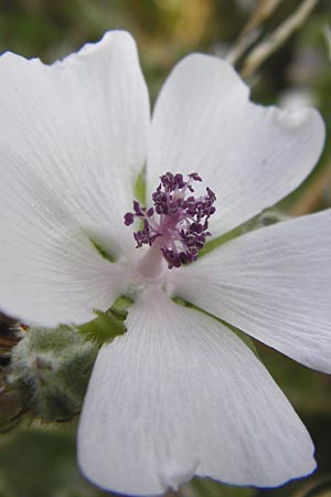 Althaea officinalis \ Eibisch / Common Marsh Mallow, D Oppenheim 18.7.2014