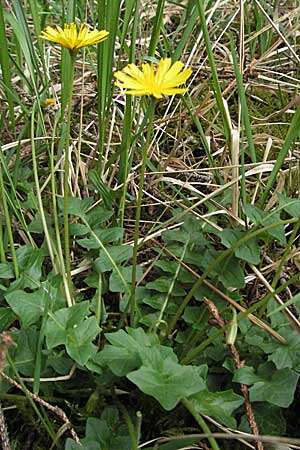 Aposeris foetida / Odorous Pig Salad, D Hurlach 5.5.2007