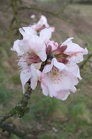 Prunus dulcis \ Mandel / Almond, D Weinheim an der Bergstraße 25.3.2008