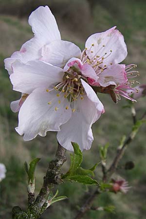 Prunus dulcis \ Mandel / Almond, D Weinheim an der Bergstraße 25.3.2008