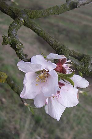 Prunus dulcis / Almond, D Weinheim an der Bergstraße 25.3.2008