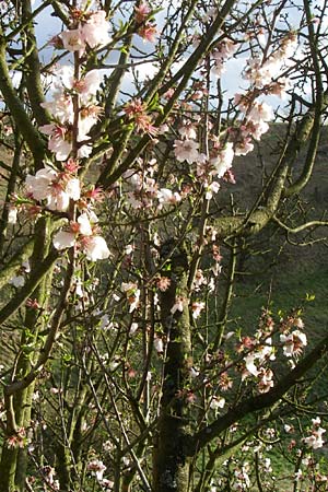 Prunus dulcis \ Mandel / Almond, D Weinheim an der Bergstraße 25.3.2008