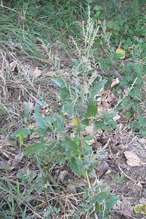 Atriplex prostrata \ Spie-Melde, Spieblttrige Melde, D Groß-Gerau 31.8.2009