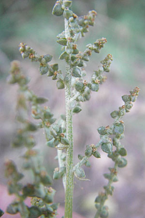 Atriplex prostrata / Spear-Leaved Orache, D Groß-Gerau 31.8.2009