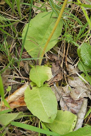 Crepis praemorsa \ Abbiss-Pippau, Trauben-Pippau, D Keltern 9.6.2010