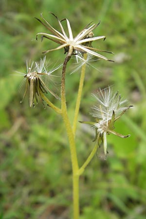 Crepis praemorsa \ Abbiss-Pippau, Trauben-Pippau, D Keltern 9.6.2010