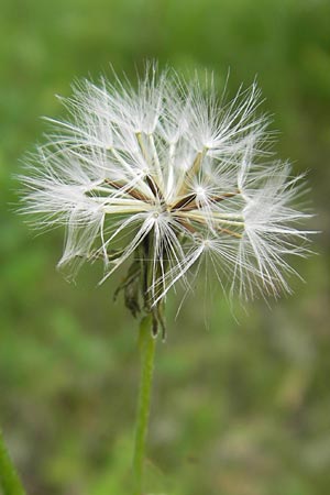 Crepis praemorsa \ Abbiss-Pippau, Trauben-Pippau / Leafless Hawk's-Beard, D Keltern 9.6.2010