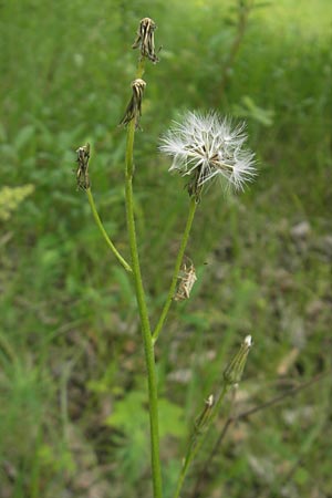 Crepis praemorsa \ Abbiss-Pippau, Trauben-Pippau, D Keltern 9.6.2010