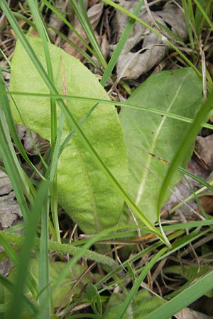 Crepis praemorsa \ Abbiss-Pippau, Trauben-Pippau, D Keltern 9.6.2010