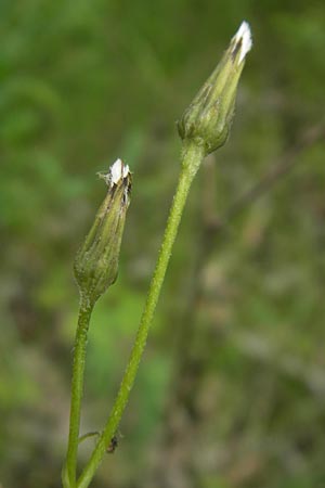 Crepis praemorsa \ Abbiss-Pippau, Trauben-Pippau / Leafless Hawk's-Beard, D Keltern 9.6.2010