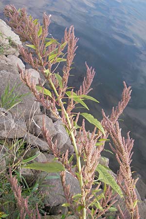 Amaranthus rudis / Water Hemp, D Mannheim 19.9.2011