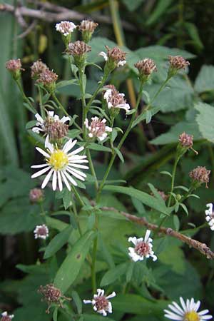 Symphyotrichum lanceolatum \ Lanzett-Herbst-Aster, D Groß-Gerau 21.9.2011