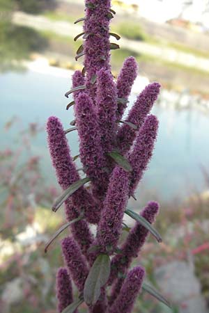 Amaranthus rudis / Water Hemp, D Mannheim 25.9.2011