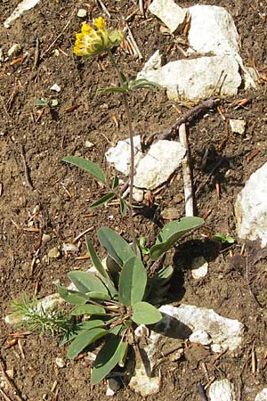 Anthyllis vulneraria subsp. polyphylla \ Steppen-Wundklee, Ungarischer Wundklee / Many-Leaved Kidney Vetch, D Franken/Franconia Leutenbach 17.5.2012