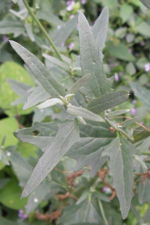 Atriplex patula / Spreading Orache, Common Orache, D Ludwigshafen 2.7.2012