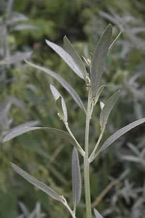 Atriplex patula \ Spreizende Melde, Gewhnliche Melde / Spreading Orache, Common Orache, D Ludwigshafen 19.7.2012