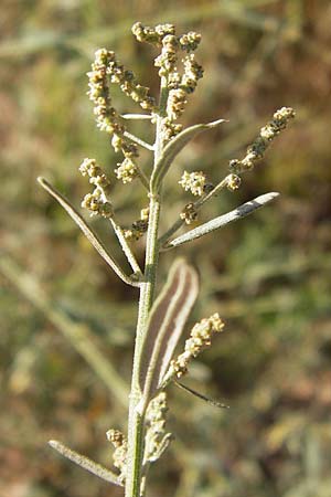 Atriplex patula / Spreading Orache, Common Orache, D Heidelberg 22.8.2012