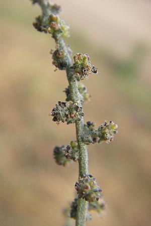 Atriplex patula \ Spreizende Melde, Gewhnliche Melde / Spreading Orache, Common Orache, D Reilingen 23.8.2012