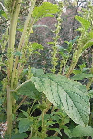 Amaranthus powellii \ Grnhriger Amaranth / Green Pigweed, D Reilingen 23.8.2012