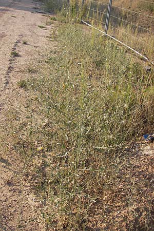 Atriplex patula / Spreading Orache, Common Orache, D Heidelberg 4.9.2012