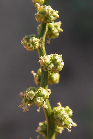 Chenopodium rhombifolium \ Sgeblttriger Gnsefu / Serrate-Leaved Goosefoot, D Heidelberg 4.9.2012
