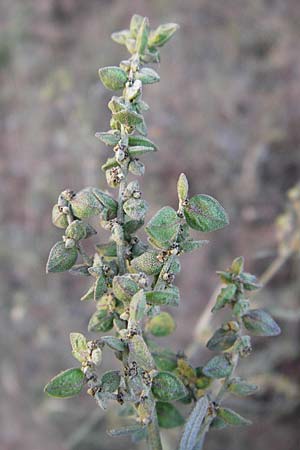 Atriplex patula / Spreading Orache, Common Orache, D Heidelberg 2.10.2012