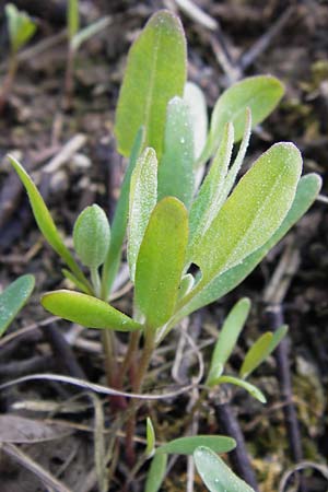 Atriplex prostrata \ Spie-Melde, Spieblttrige Melde / Spear-Leaved Orache, D Bad Kreuznach 29.4.2013