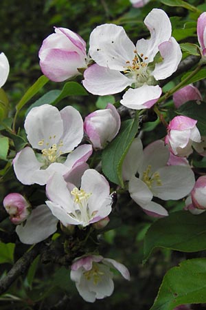 Malus sylvestris \ Holz-Apfel, Wild-Apfel / Crab Apple, D Pfalz, Speyer 3.5.2013